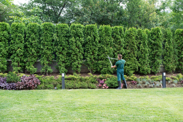 Best Arborist Services Near Me  in Moyock, NC